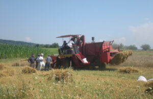 ŽETVA, U OPŠTINI PALILULA, MOŽE DA POČNE!