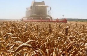 Pšenice dovoljno za domaće potrebe