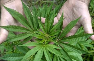 Pronađen zasad kanabisa