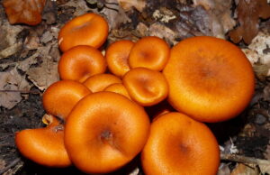 Za vikend jedanaestoro otrovano pečurkama