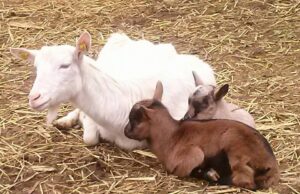 Karneval zaštite životinja, povodom Svetskog Dana zaštite životinja 11. i 12. oktobar