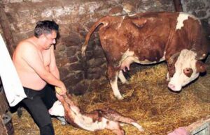 U SVRLJIGU: Poslanik SNS otelio kravu!