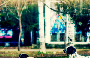 Niš dobija azil za pse lutalice do kraja godine?