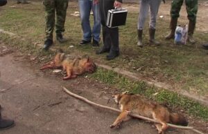 Održana peta Šakalijada