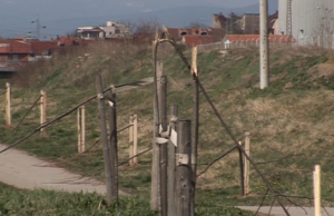 Na keju polomljeno 20 mladih stabala