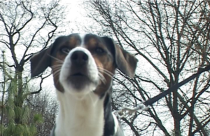 I posle dva meseca od donošenja odluke Niš bez parkova za pse