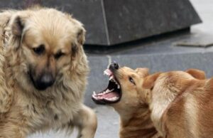 Još jedan napad pasa lutalica