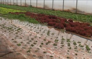 Poplavljeno na desetine dvorišta i kuća