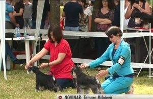 Revijom pobednika završena 25. izložba pasa