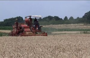 Otkupna cena pšenice još nije poznata