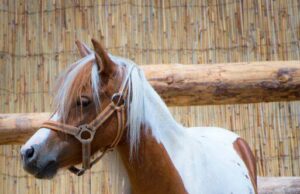 Humanitarna akcija druženja sa životinjama i jahanje poni konja