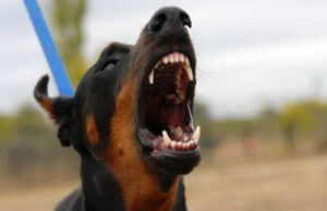 Grad Niš isplatio više od 101 hiljade dinara za ujede pasa !?