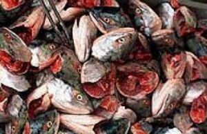 Riblje glave u napuštenoj ciglani