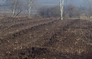 120ha novih voćnjaka