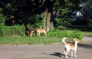 Psi napali studentkinju