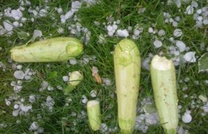 Najveća šteta na voćnjacima