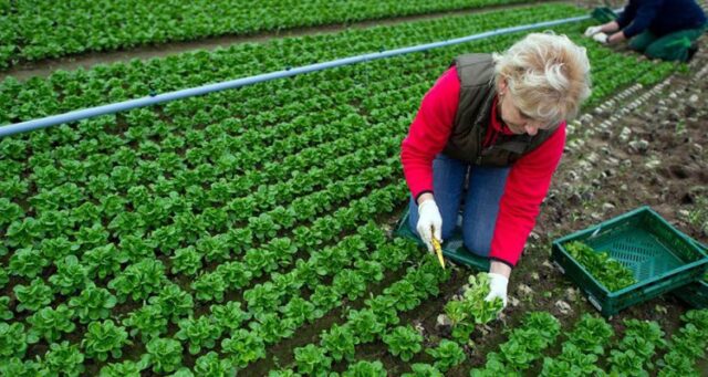 Trening – „Analiza poslovanja u poljoprivredi“, EU info kutak i ENECA