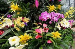 “Radimo za lepše domove” ekološka izložba cveća