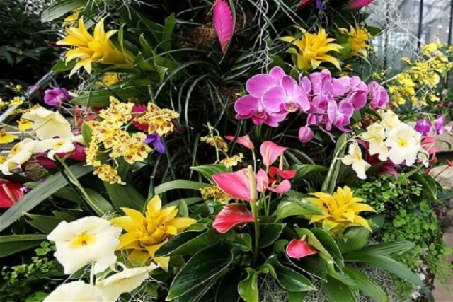 izlozba-cveca-prolece-2017