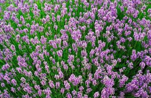 Danas od 18h predavanja o lekovitom bilju