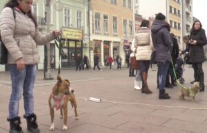 Njuškice za Nikolinu – za 4h prikupljeno 52.170,00 dinara