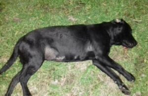 Surovo zlostavljanje pasa u okolini Aleksinca