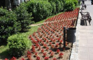 Gradska opština Medijana – nagradni konkurs ,,Neka cveće govori“