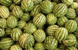 JKP „Tržnica“ Niš – javna licitacija za korpe za bostan