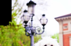 Pet Šop Fido – nova kolekcija kaputića za pse