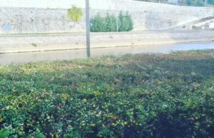 JKP Mediana –  uređenje živica na keju