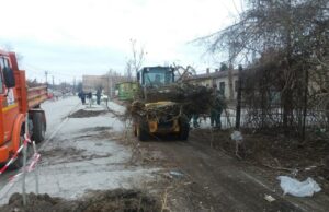 U Beogradskoj ulici sadiće se stabla crnog jasena