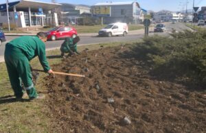 Zelenilo” JKP Medijana užurbano radi na sadnji novih sadnica