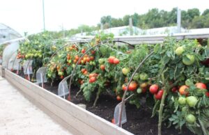 115 miliona dinara za razvoj sela i poljoprivrede Poljoprivreda