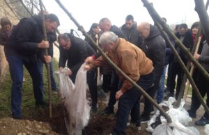 Na šest lokacija u Nišu posađeno novo drveće