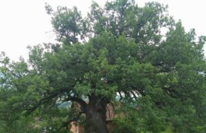 Grad čuva drveće staro više stotina godina