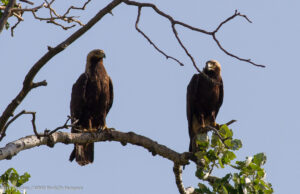 Vraćaju se orlovi krstaši