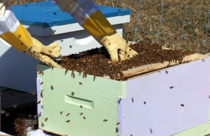 Bespovratni podsticaji za pčelare