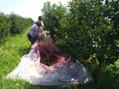 Višnje nema dovoljno, otkup po ceni od 250 dinara neće pomoći višnjarima Berba višanja