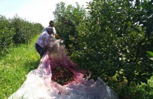 Višnje nema dovoljno, otkup po ceni od 250 dinara neće pomoći višnjarima Berba višanja