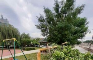 Vandali isekli drvo jasena na nišavskom keju