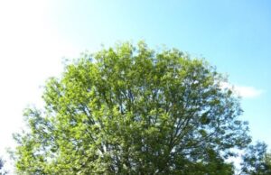 Zasadi svoj hlad – projekat udruženja „Sokak“