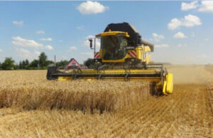 Žetva pri kraju – pšenica, kukuruz i soja rekordni, suncokret prosečan