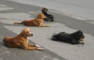 Novi azil za pse kod niškog KPZ-a Psi lutalice