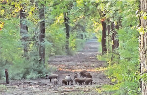 Lovac koji je juče ubio drugog lovca odgovaraće za nehat Lovci