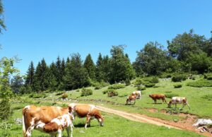 Stigle cisterne sa vodom za više od hiljadu krava i konja na Suvoj planini Suva planina