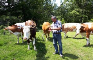 Na Suvoj planini sve brojnija krda krava i konja