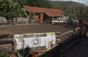 Zoo kutak: Besplatno druženje sa životinjama za nezbrinutu i decu sa zdravstvenim problemima