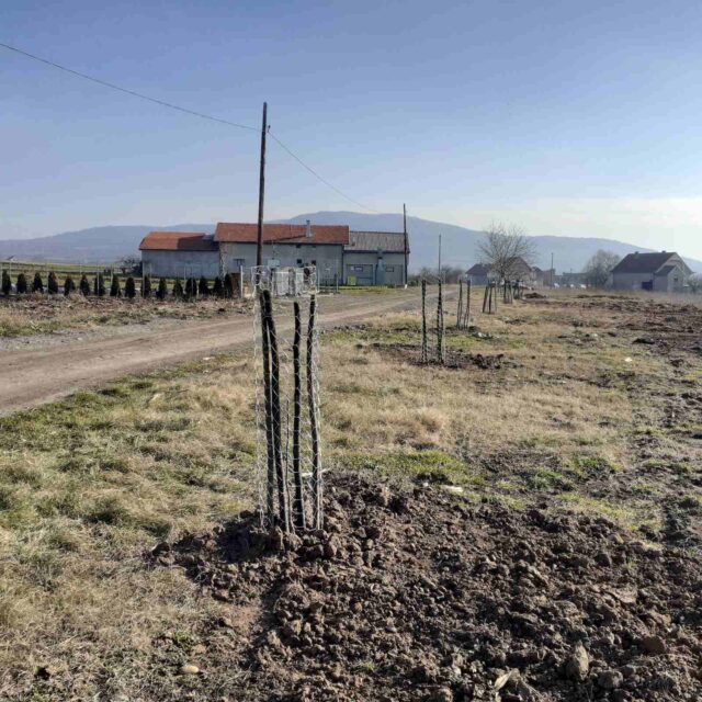 Gornji komern sadnice