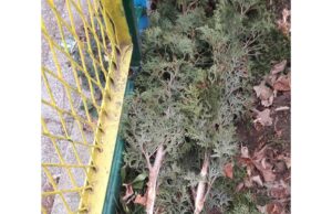 JPU Pčelica: Vandalizam u dvorištu vrtića Neven