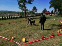 Humanitarna izložba mešanaca za pomoć malom Mateu Izložba pasa